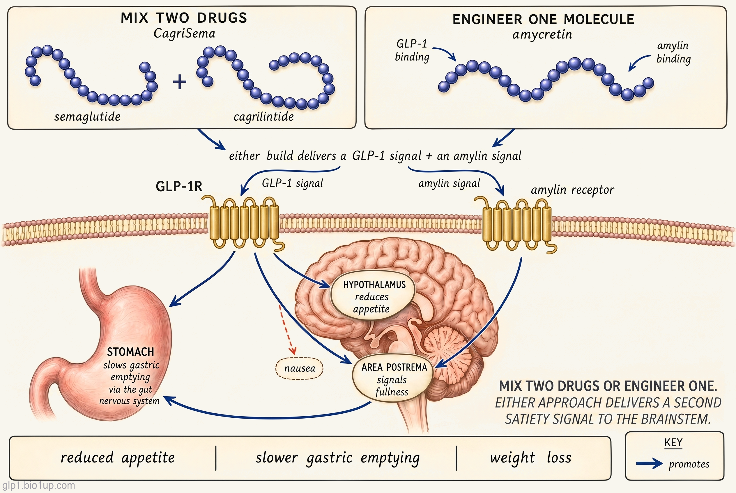 Diagram showing two ways to build a GLP-1 plus amylin combination drug, both converging on the same biology. At the top are two boxed panels. The left panel, 'mix two drugs (CagriSema),' shows two separate indigo peptide bead-chains labeled semaglutide and cagrilintide joined by a plus sign. The right panel, 'engineer one molecule (amycretin),' shows a single indigo bead-chain whose left half is labeled GLP-1 binding and right half amylin binding. Both panels feed downward into a shared caption: either build delivers a GLP-1 signal and an amylin signal. Below, a membrane line holds two gold seven-transmembrane receptors, GLP-1R on the left and the amylin receptor on the right. From GLP-1R, arrows reach broadly: into a mid-sagittal brain to the hypothalamus (reduces appetite) and the area postrema (signals fullness), and out to the stomach (slows gastric emptying via the gut nervous system). A small subordinate dashed branch off the GLP-1 path is labeled nausea. From the amylin receptor, a single arrow reaches only the area postrema, making it a shared satiety hub that both signals reach. An efferent arrow runs from the area postrema down to the stomach, showing that amylin's effect on gastric emptying is relayed centrally from the brainstem rather than through a receptor on the gut. A bottom band lists the combined outcomes: reduced appetite, slower gastric emptying, and weight loss. A key defines a pointed arrowhead as promotes. A caption reads: mix two drugs or engineer one; either approach delivers a second satiety signal to the brainstem.