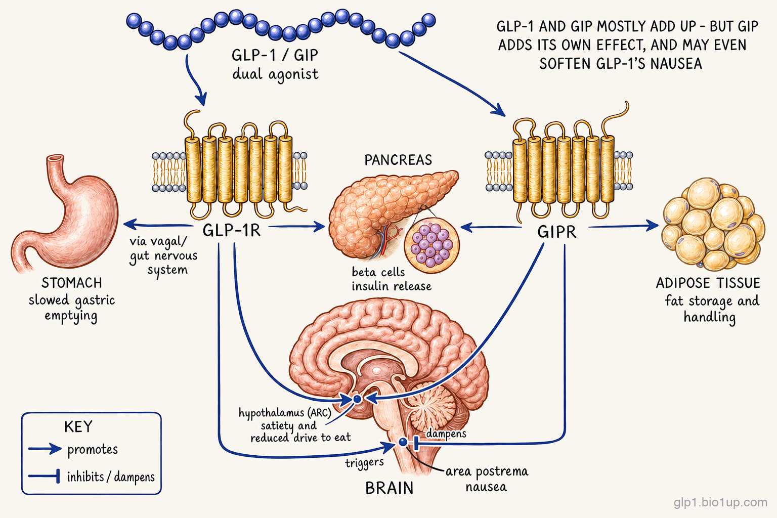 Wiring diagram of a GLP-1 / GIP dual agonist with two receptor hubs. A single indigo peptide bead-chain labeled 'GLP-1 / GIP dual agonist' sends an arrow to each of two gold seven-transmembrane receptors, GLP-1R (left) and GIPR (right). Two shared targets each receive an arrow from both receptors: the pancreas (beta-cell insulin release) and, in one mid-sagittal brain, the hypothalamus (arcuate nucleus) for appetite. Each receptor also has one exclusive target: GLP-1R to the stomach for slowed gastric emptying via the vagal and gut nervous system; GIPR to adipose tissue for regulating fat storage and handling. At the area postrema on the brainstem, a pointed arrow from GLP-1R triggers nausea while a blunt T-bar arrow from GIPR dampens it. A key defines a pointed arrowhead as promotes and a blunt T-bar as inhibits or dampens.