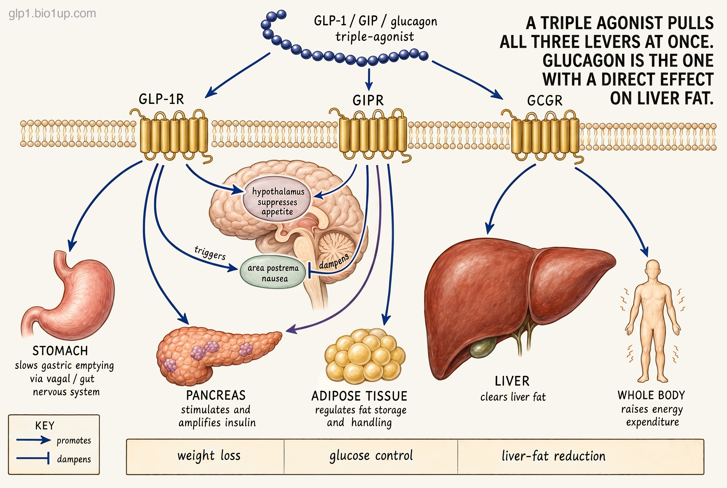 Wiring diagram of a GLP-1 / GIP / glucagon triple agonist with three receptor hubs. A single indigo peptide bead-chain labeled 'GLP-1 / GIP / glucagon triple-agonist' sends an arrow to each of three gold seven-transmembrane receptors, GLP-1R, GIPR, and GCGR, set in a membrane. Two shared targets each receive an arrow from both GLP-1R and GIPR: the pancreas (stimulates and amplifies insulin) and, in one mid-sagittal brain, the hypothalamus (suppresses appetite). GLP-1R also reaches the stomach (slows gastric emptying via the vagal and gut nervous system); GIPR also reaches adipose tissue (regulates fat storage and handling). At the area postrema on the brainstem, a pointed arrow from GLP-1R triggers nausea while a blunt T-bar arrow from GIPR dampens it. GCGR alone reaches the liver (clears liver fat, drawn as the largest organ) and the whole body (raises energy expenditure). A bottom band lists the combined outcomes: weight loss, glucose control, and liver-fat reduction. A key defines a pointed arrowhead as promotes and a blunt T-bar as dampens.