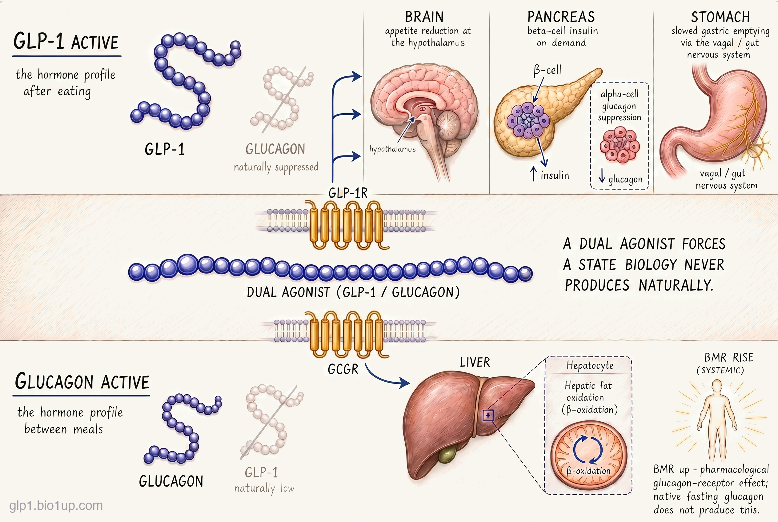 Diagram in three horizontal bands. Top band, labeled GLP-1 ACTIVE (the hormone profile after eating): a GLP-1 peptide binds GLP-1R; arrows fan out to brain (appetite reduction at the hypothalamus), pancreas (β-cell insulin on demand, α-cell glucagon suppression), and stomach (slowed gastric emptying via the vagal / gut nervous system). Glucagon is shown faded as 'naturally suppressed' in this state. Center band: a single dual-agonist molecule docks into both GLP-1R and GCGR receptors at once, with the framing 'a dual agonist forces a state biology never produces naturally.' Bottom band, labeled GLUCAGON ACTIVE (the hormone profile between meals): glucagon binds GCGR on hepatocytes, driving hepatic fat β-oxidation in the liver, plus a systemic basal metabolic rate rise. GLP-1 is shown faded as 'naturally low' in this state. A note clarifies that the BMR rise is a pharmacological glucagon-receptor effect; native fasting glucagon does not produce this.