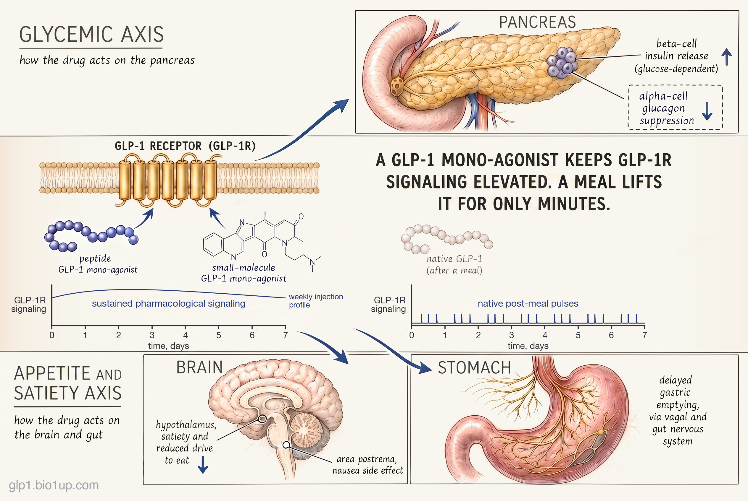 Diagram organized around a central GLP-1 receptor and two body axes, divided by a horizontal seam. Center: a seven-transmembrane GLP-1 receptor (GLP-1R) sits in a membrane bilayer; both a peptide drug and an oral small-molecule drug are shown engaging it, representing the GLP-1 mono-agonist class across injectable and oral modalities. Two schematic time-course charts share a 'GLP-1R signaling' vertical axis plotted against time in days: the drug trace stays continuously elevated across the dosing interval (labeled 'sustained pharmacological signaling', weekly injection profile), while the native trace shows only brief post-meal pulses that fall back toward a low between-meal level rather than to zero (labeled 'native post-meal pulses'). A central statement reads that a GLP-1 mono-agonist keeps GLP-1R signaling elevated while a meal lifts it for only minutes. Upper section, the GLYCEMIC AXIS (how the drug acts on the pancreas): an arrow runs from the receptor to a pancreas panel, where signaling drives glucose-dependent, meal-dependent insulin release from beta cells and suppression of glucagon from alpha cells. Lower section, the APPETITE AND SATIETY AXIS (how the drug acts on the brain and gut): arrows run to a brain panel showing appetite reduction and satiety via hypothalamic pathways, with a small area-postrema inset noting the nausea pathway, and to a stomach panel showing slowed gastric emptying mediated through the vagal and enteric (gut) nervous system rather than a direct effect on stomach muscle.